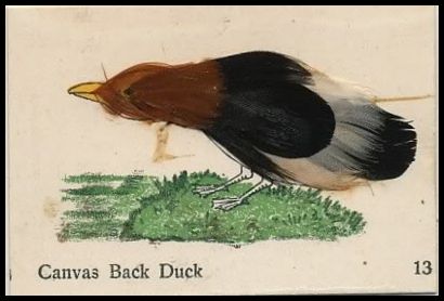 13 Canvas Back Duck